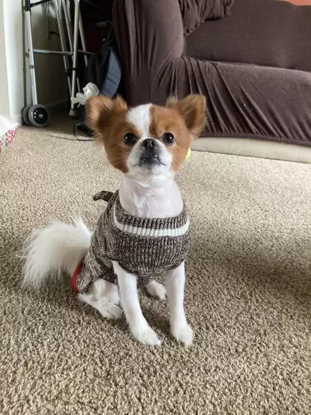 Gizmo sporting his sock monkey sweater. by metrogenics