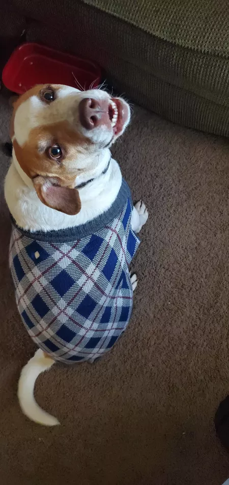 Good Boy in His Sweater by clorista