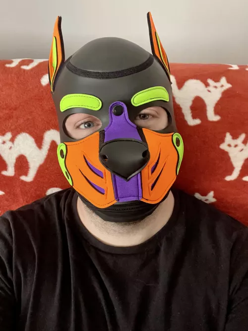 Got my new custom hood today. Thank you Mr S. Do you pups like it? Connect with me on instagram: pup.spencer 🐾 by Pupspencer