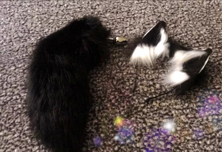 Got new puppy gear in the mail today 🐶💕. Next goal is bunny gear! by Bunnygutz42