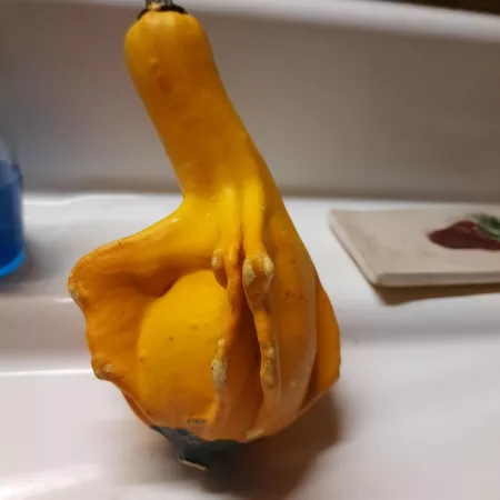 GOURD-GOUS by jelly_bean_queen