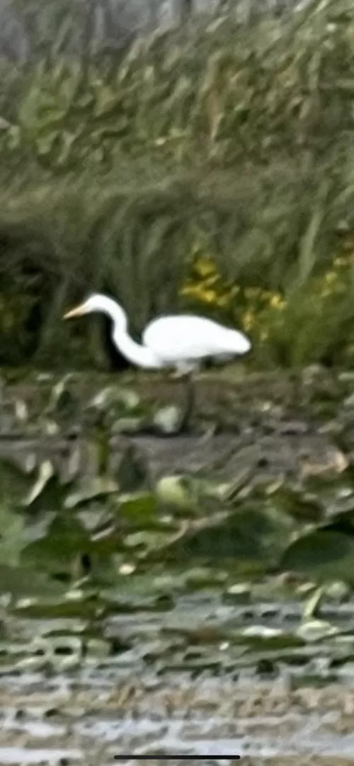 Great Egret by only5cents