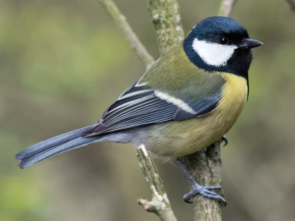 Great Tit by Frosty_Cheesecake_50