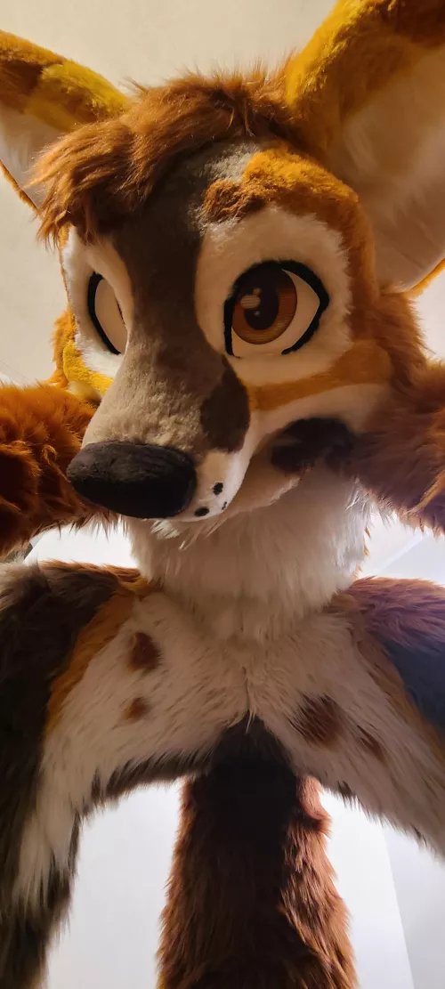 Happy Fox Friday Everyone! Suiter: Conrad the Fox 📷: Me by clifftheotter