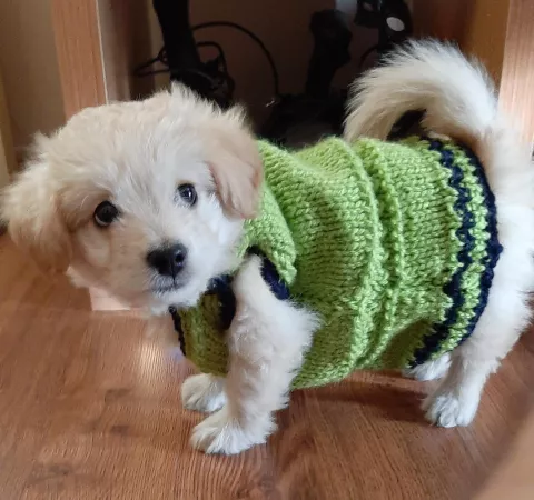 He can't quite fill the sweater our grandma knitted, but he's confident he will be able to. by earwaxmcgee