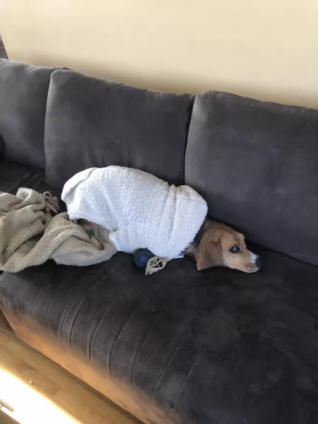 He may not be too fond of his sweater by sharkweeek