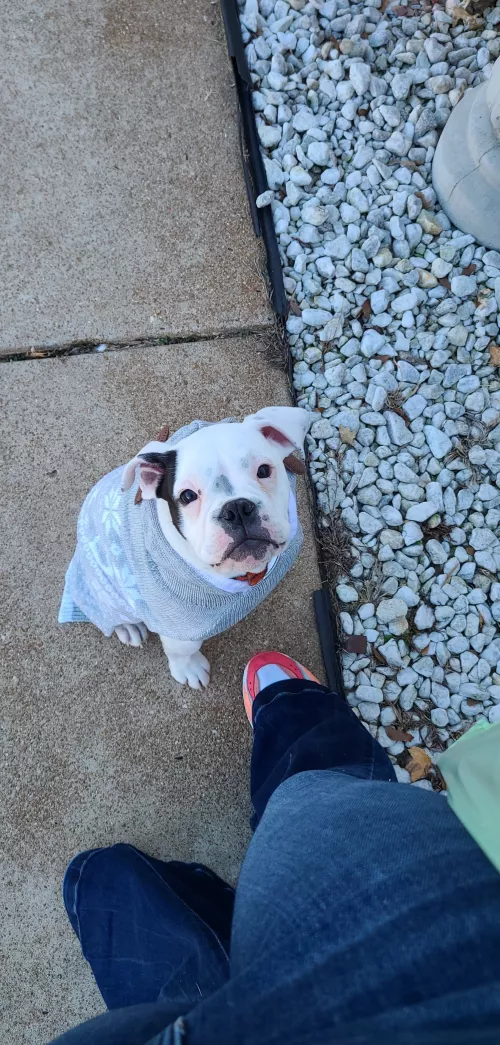 He name is Eleanor and she refuses to go anywhere without something on, especially if its a sweater by ira_kirkland