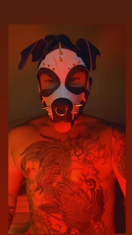 Hello from a trans pup 🏳️‍⚧️ by breakarobot