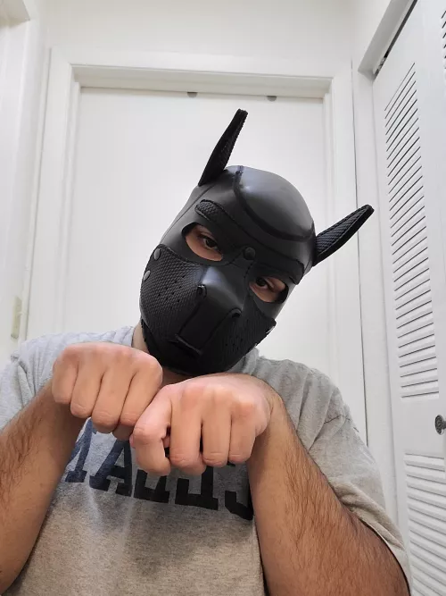 Hello there! I'm Attkins, nice to meet you! by PupAttkins