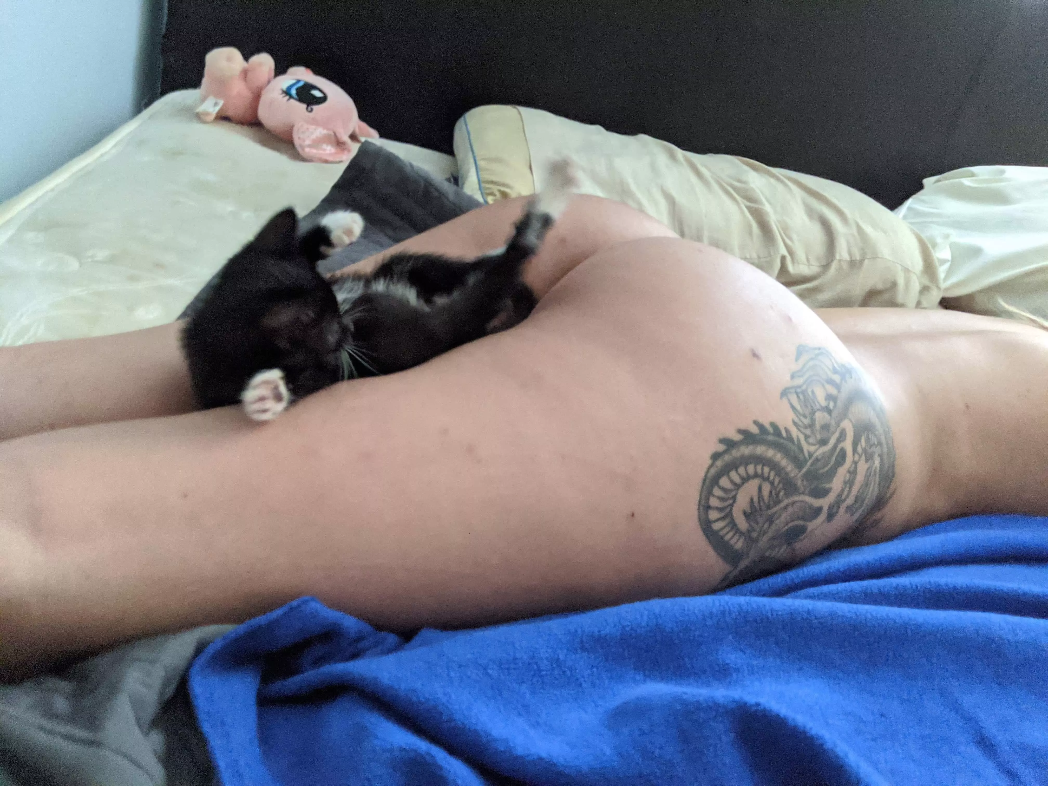 Her back legs don’t work so she has a tendency to be a tad bit clumsy x posted by cclitorallyy