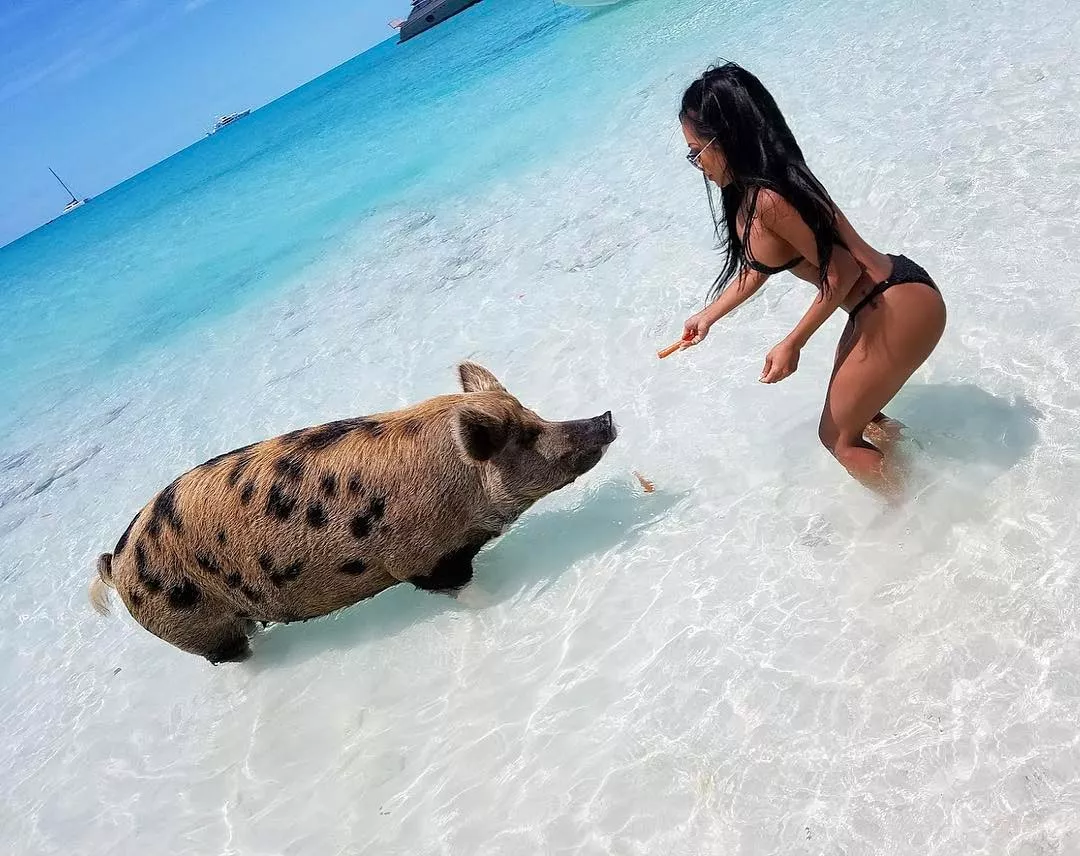 Here Piggy Piggy posted by 44Bacon