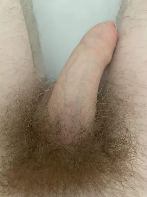 Here’s my softie and my bush, let me know what you think! by DogRevolutionary1671