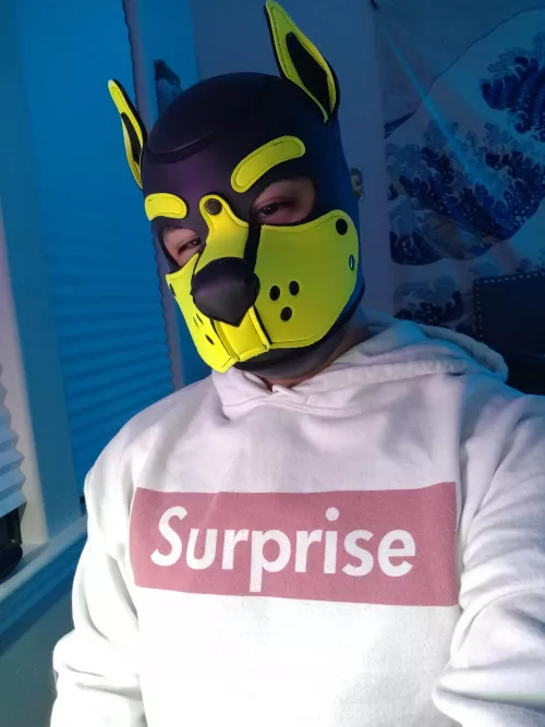 He's back with new gear 😜 by poke_pup