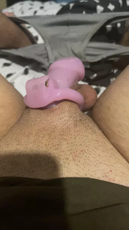 Hi girls, my wife wants me to change from this chastity to a a nub version what do you think? She is saying small size it’s not enough feminine for a women like me by lexigirl1234