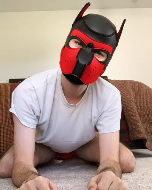 Hi, I’m Topher! Brand new pup here! 🐾 by texasgayguy