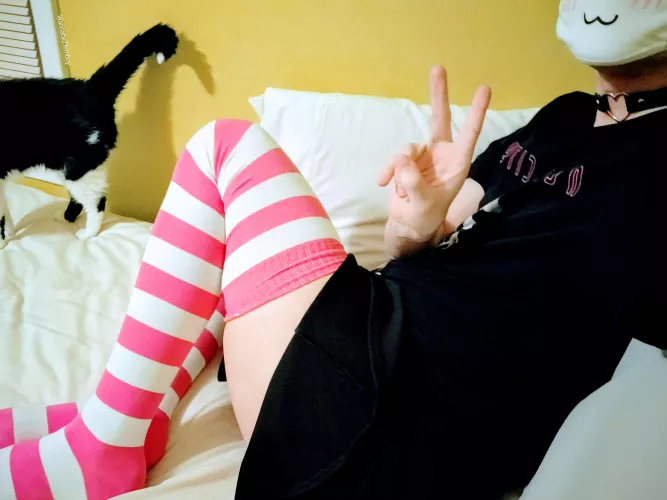 Hii ~ my cat got curious :3 by wannabeZfemboy