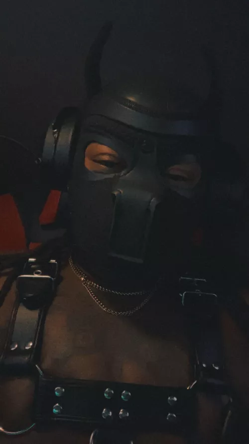 Hiii 🐾New here🐾 Gamer pup by weallcantroll