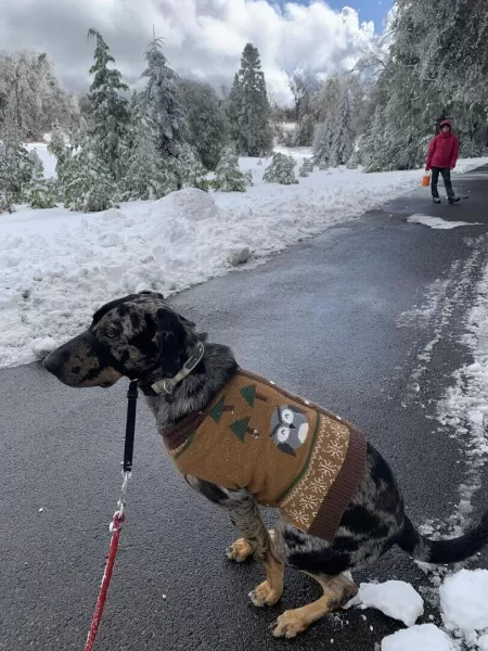 Hover srt by Bit-Training