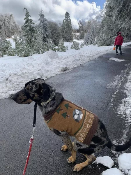 Hover srt by Bit-Training