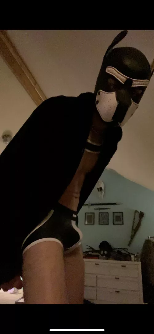 How are all you pups doing today? Aruff 🐶 by No-Arachnid-4901