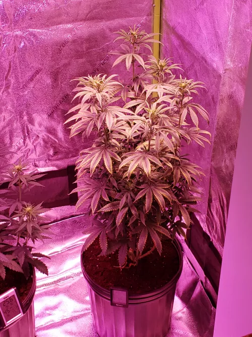 How will buds turn out on a plant with major nutrient problems
