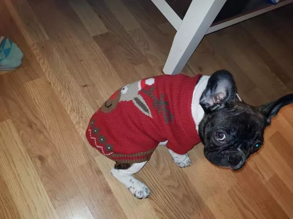 I dont think he likes it by clorista