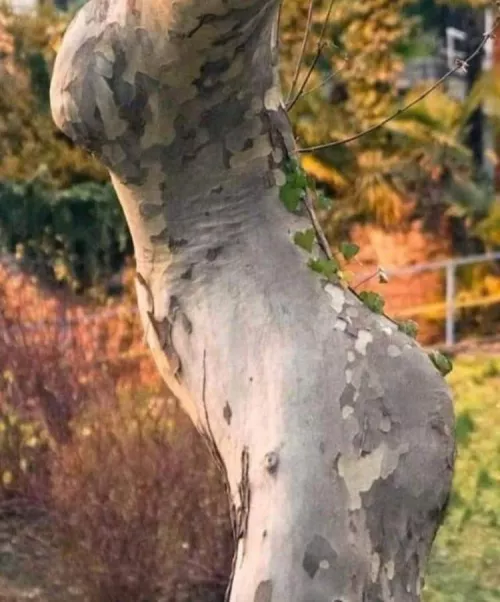 I got wood by nowayits