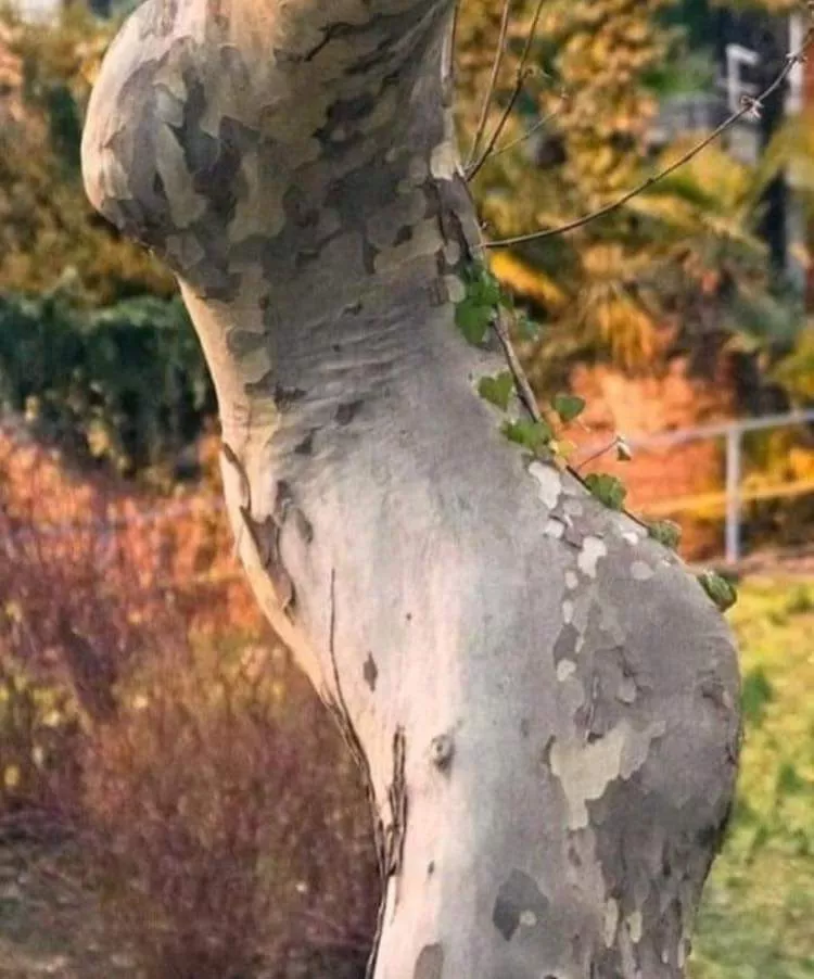 I got wood posted by nowayits