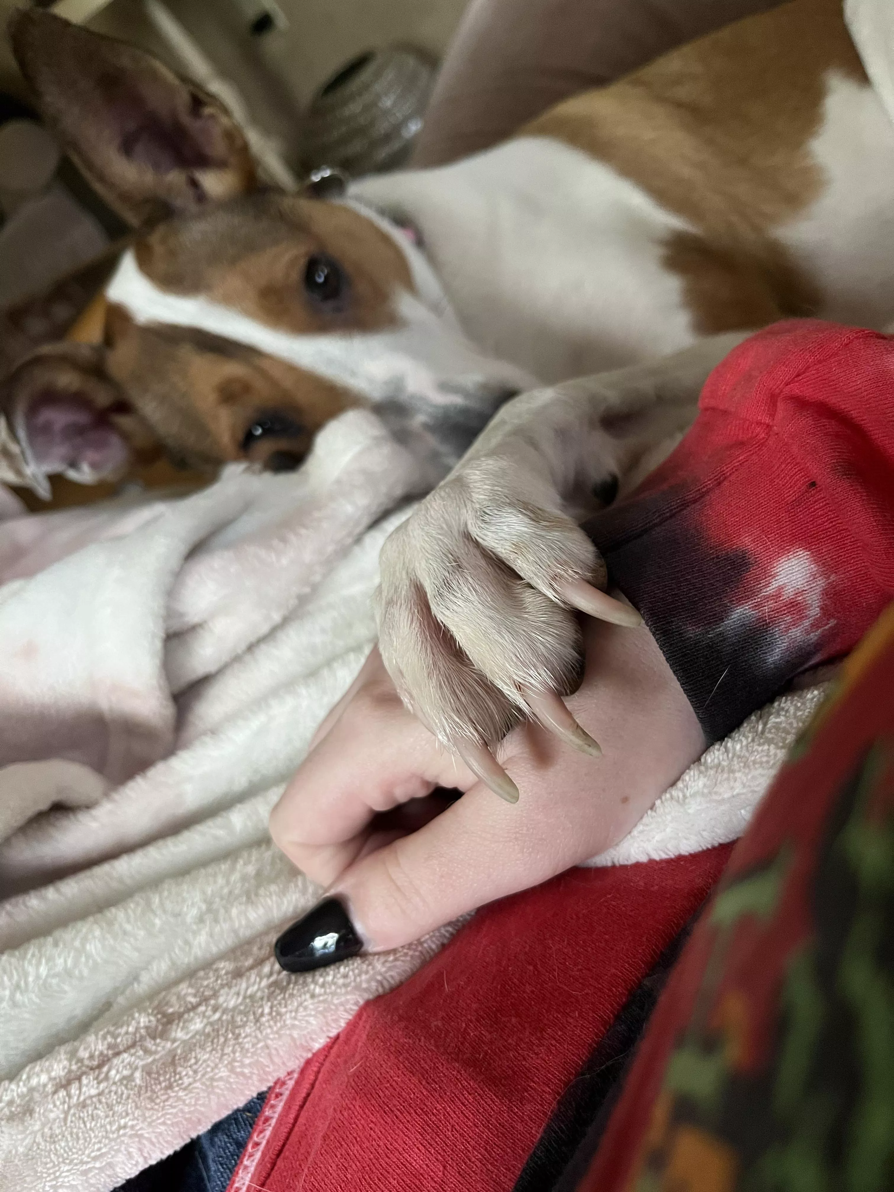 I have pneumonia and it’s kicking my little butt, so here’s my dog holding my hand 🥺 posted by kittykatlin24