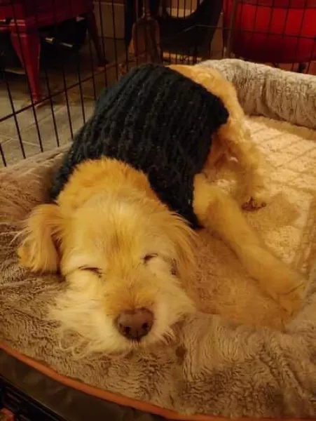 I knit my sweet old boy a sweater. He’s 16 now! by I_like_your_boots
