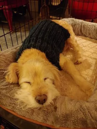 I knit my sweet old boy a sweater. He’s 16 now! posted by I_like_your_boots