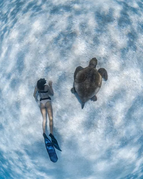 I like turtles by bikinireef