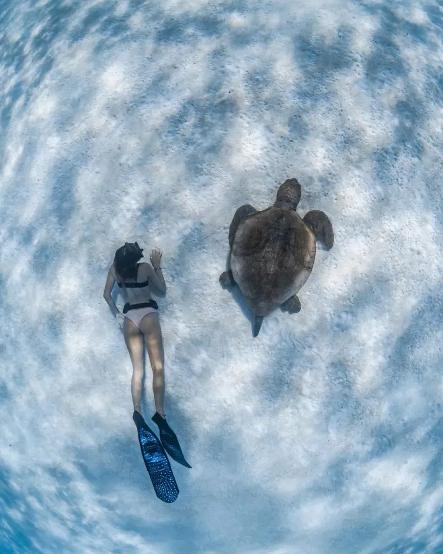 I like turtles posted by bikinireef