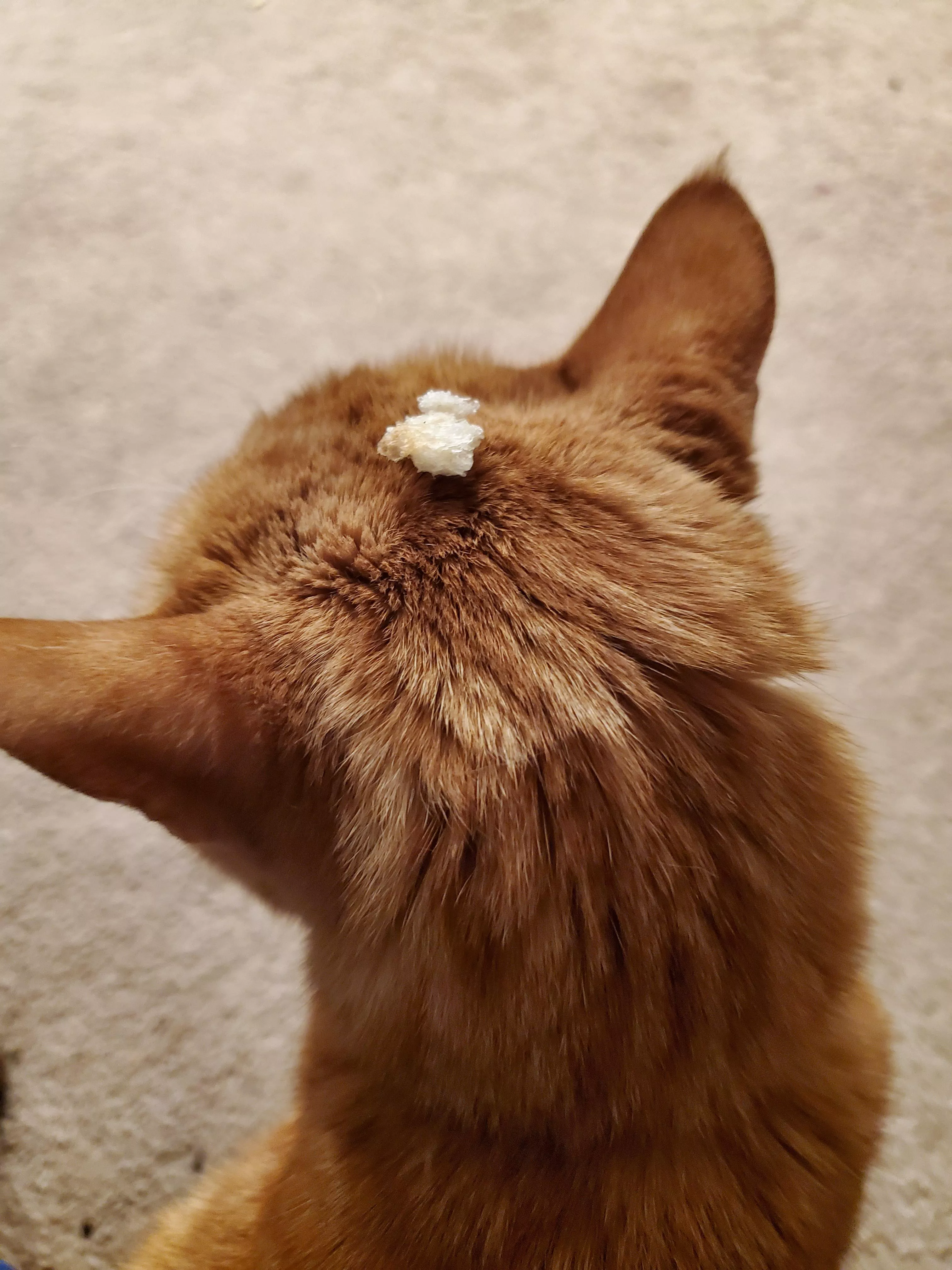I put a piece of bread on my kitty's head and he hasn't even noticed 🤭 posted by SoRod420