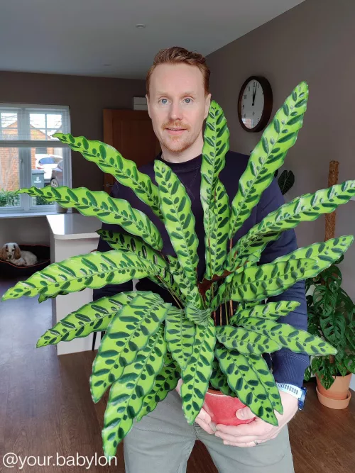 I'm a guy who collects plants 🤗 by YourBabylonPlants