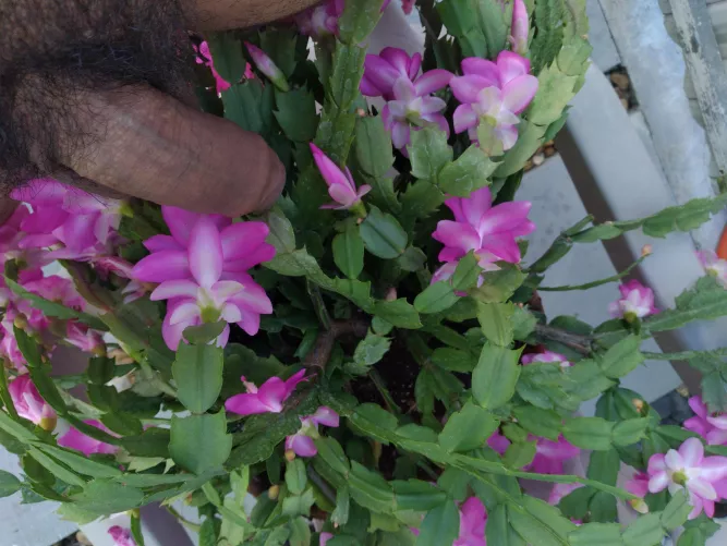 I'm about to pollinate these flowers by drastic27