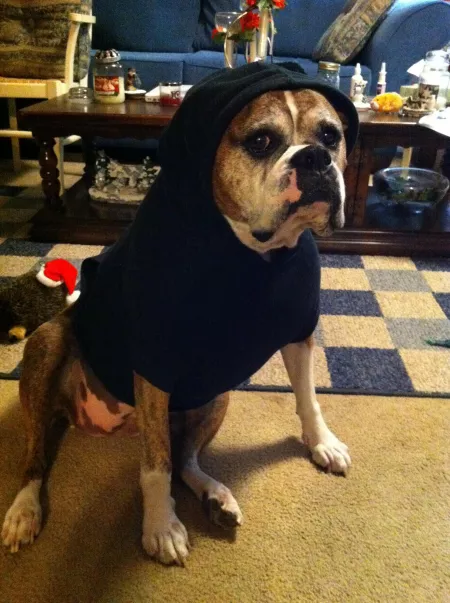 I’m going to count to 3. I swear on all that is holy, if I’m still wearing this sweater....... by Say_hi_to_ur_dog_4me