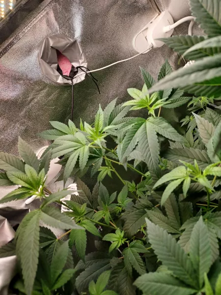 I'm sry .. I had too tho 😁 but ahhh ya we all smoke 🎄 but ahhh what you know about that 🥳in my ti voice 😂 enjoy your day guys by SweetyBee3