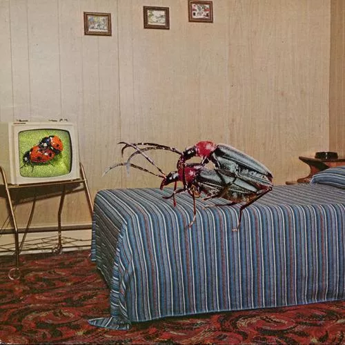 Insect porn... by jack-natas