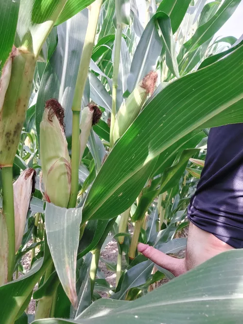 Inspecting some fields by DirtyDutchMind