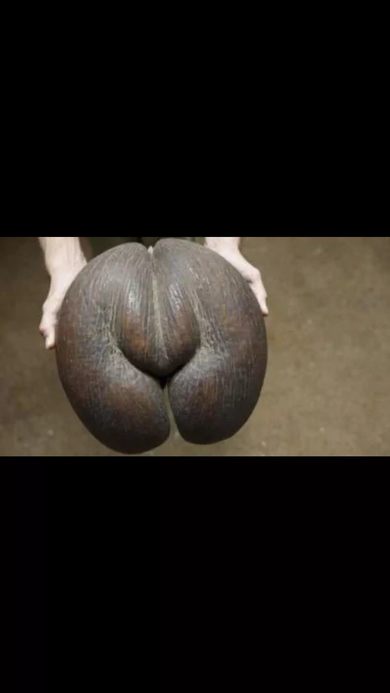 Is it just me or is this seed looking a bit yknow posted by TemperatureTime4626