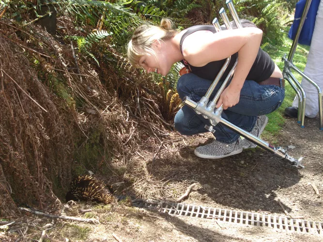 It's Australia day! 🇦🇺 Model Anneke spots a echidna on a shoot 🦔 by garionhall