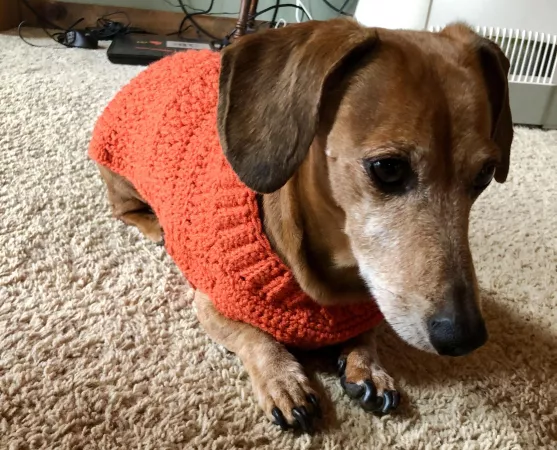 it’s orange so he’s safe during hunting season! by BearCatcher23