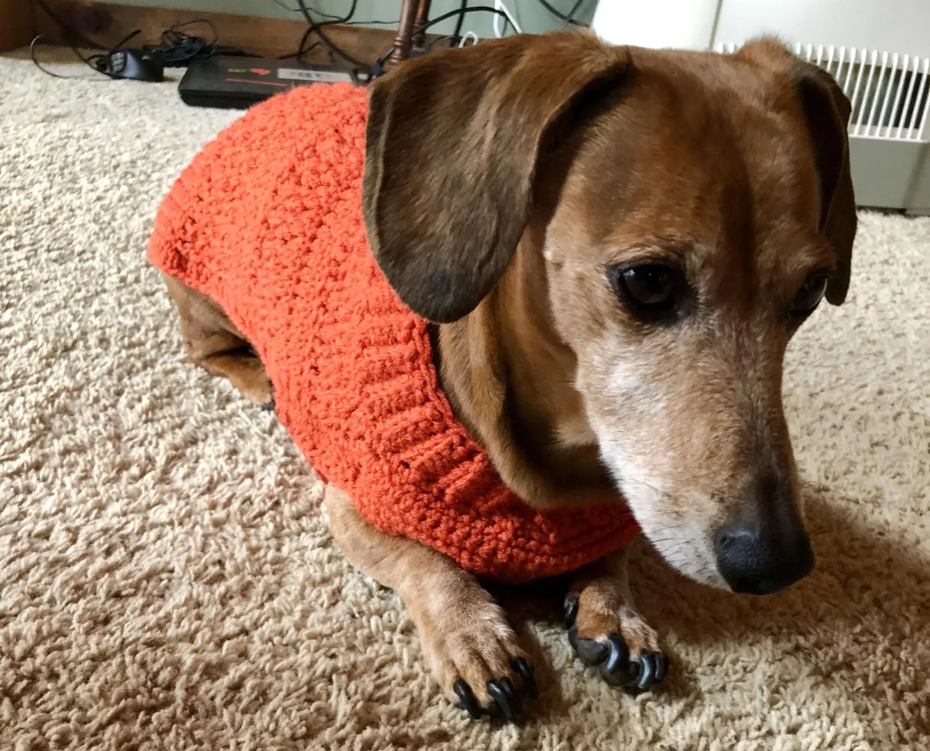 it’s orange so he’s safe during hunting season! posted by BearCatcher23