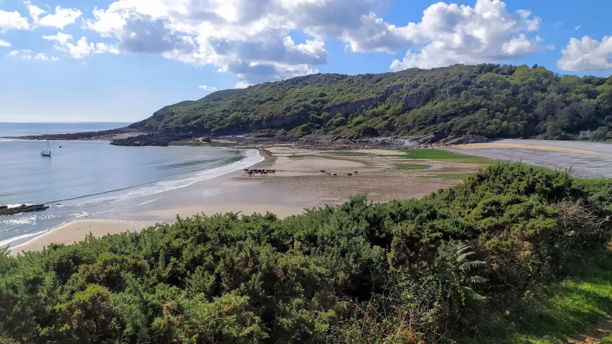 Just a few cows! Pwll Du beach, near Swansea, South Wales, UK. by Webby1970