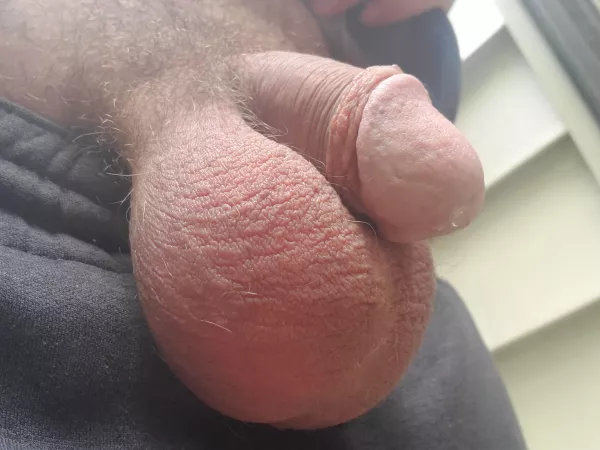 Just enjoying the breeze 😌 by greatscotpet