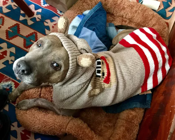 Karmen the sock monkey by glumgrrrl