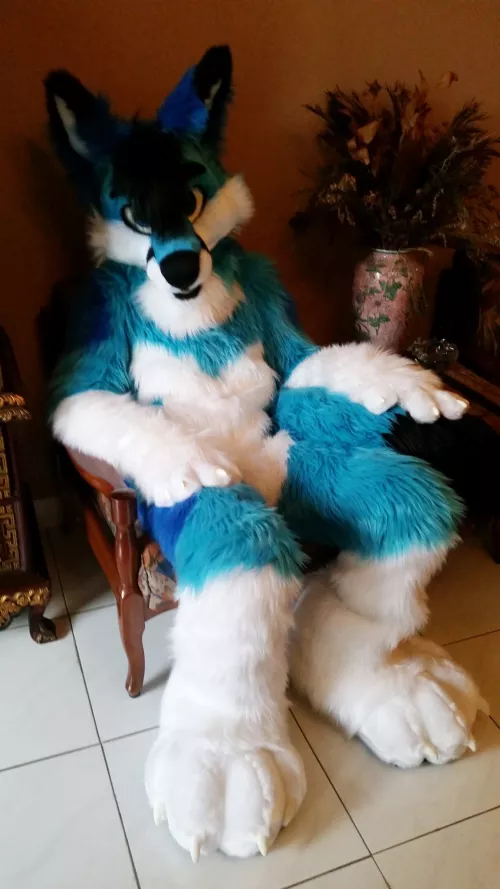 Kit Fox: If I gave you $100, what would you do? by spiritofniter