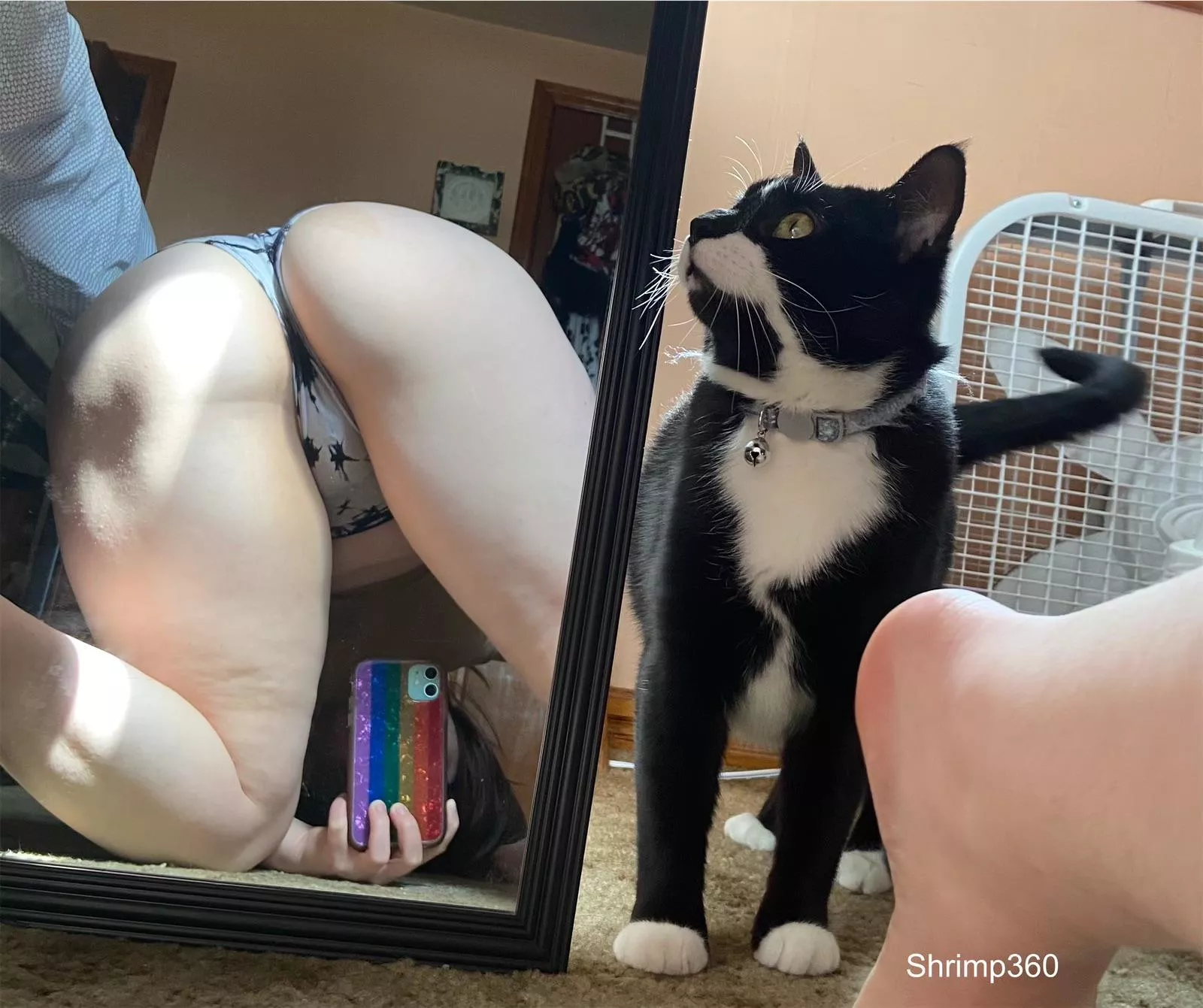 Kitty kitty mew mew 🐈‍⬛ ♥️ posted by Shrimp360