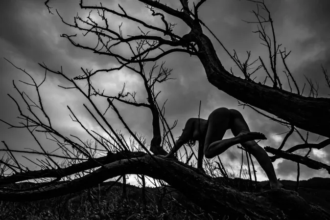 Koromiko Silhouette by Poseurs